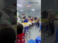 WG210 ماشین بسته بندی کیسه ای صنعتی الکتریکی برای میوه های خشک